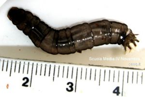  larva di Tipulidae (Diptera)