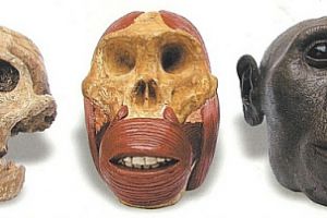 tre pezzi distinti in resina: cranio, cranio e muscoli facciali, volto; scala 1:1