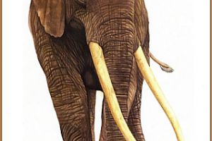  Elephas antiquus Falconer & Cautley, 1847 (Stefano Ricci, acquarello e matita)