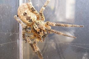  Zoropsis spinimana (Dufour) in vista dorsale, un grosso ragno cribellato errante comune nei cortili e nelle legnaie delle case di campagna (Zoropsidae), 18 marzo 2008
