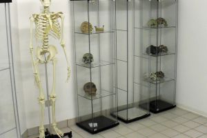 scheletro di Homo sapiens e vetrine delle riproduzioni di crani fossili di ominidi