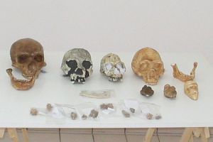 Reperti tattili: riproduzioni di crani di Ominidi